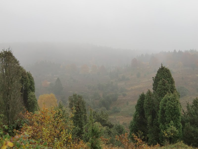Wilseder Berg 1 2010 065